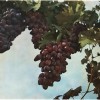 Из южнобережных сортов винограда получают великолепные вина