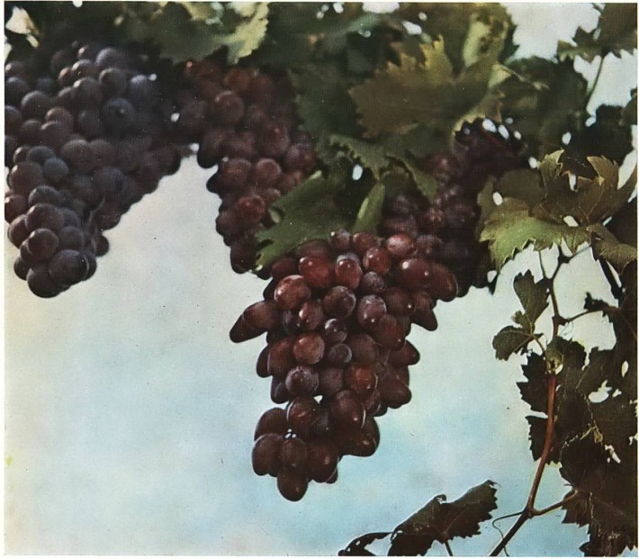 Из южнобережных сортов винограда получают великолепные вина
