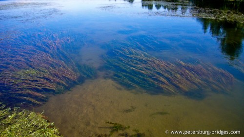 Shingarsky pond