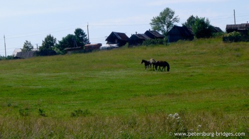 Horses