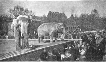 В Ленинградском зоопарке. У слонов. Фотография 1956 г.